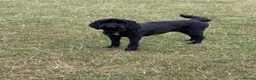 Mixed Breed dogs for sale: Giant schnoodle  - Advert 6