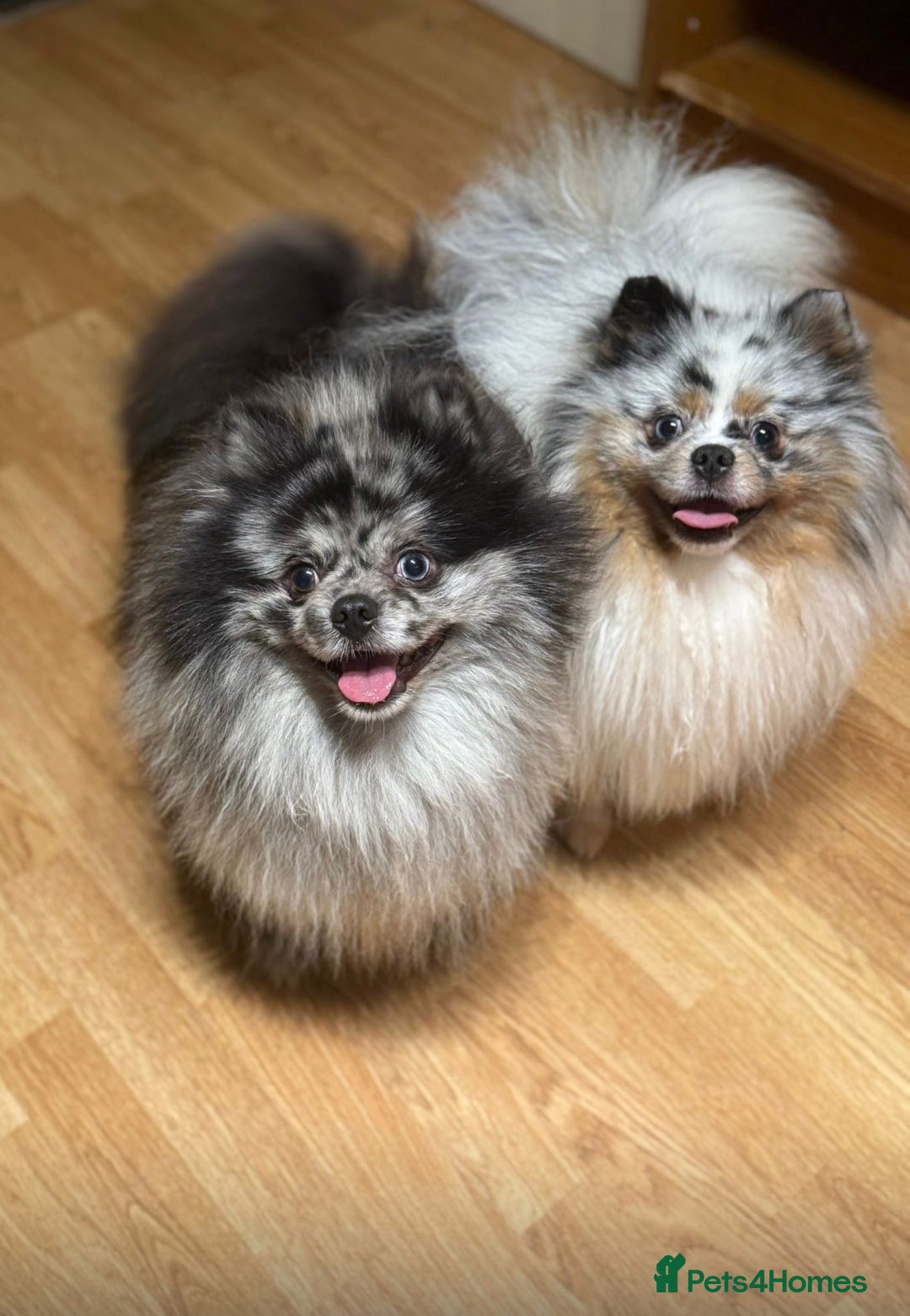 Pomeranian dogs for sale: Adult merle boys  - Advert 9