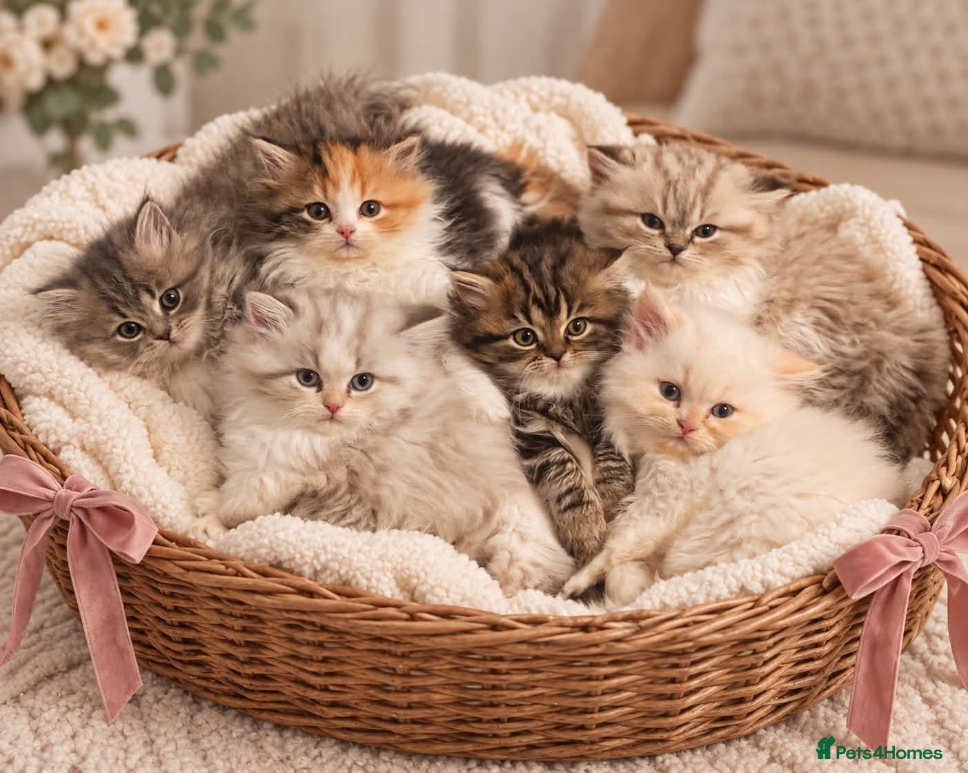 Persian cats Beautiful Fluffy Persian Doll Face  - Advert 1