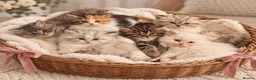 Persian cats for sale: Beautiful Fluffy Persian Doll Face  - Advert 14
