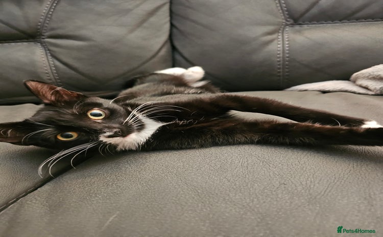 Mixed Breed cats for sale - Advert 1