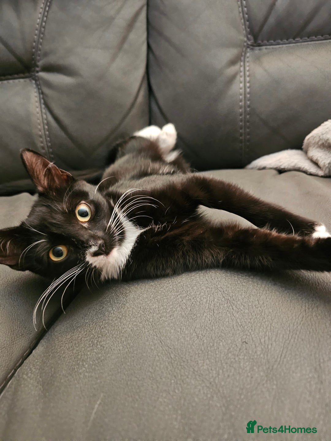 Mixed Breed cats for sale: Kitten great with Dogs, Cats, Young Children - Image 1