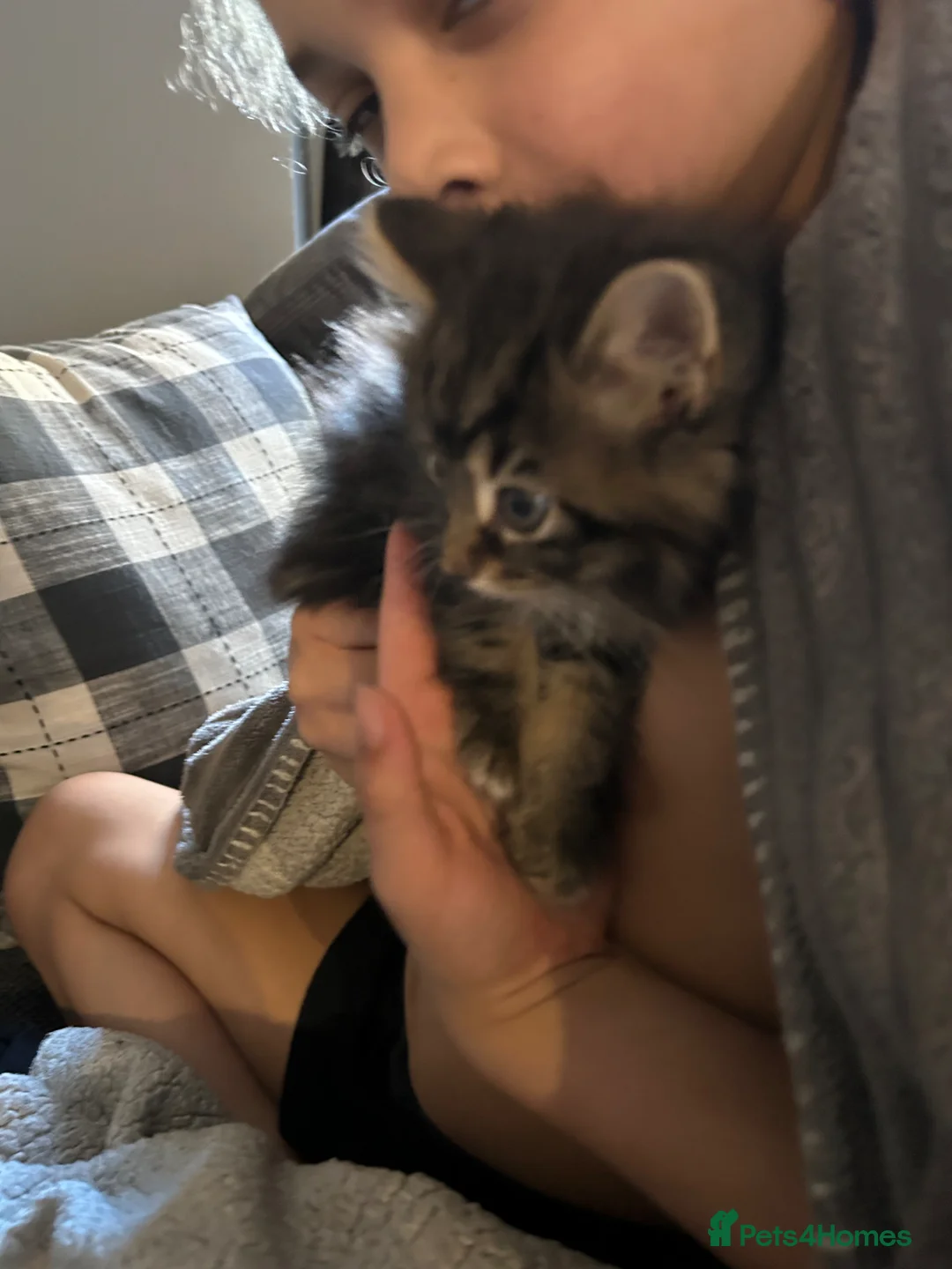 Mixed Breed cats for sale: Beautiful fluffy 9 week old male kitten - Advert 5