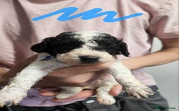 Cockapoo dogs for sale: Cockerpoo puppies for sale  - Image 6