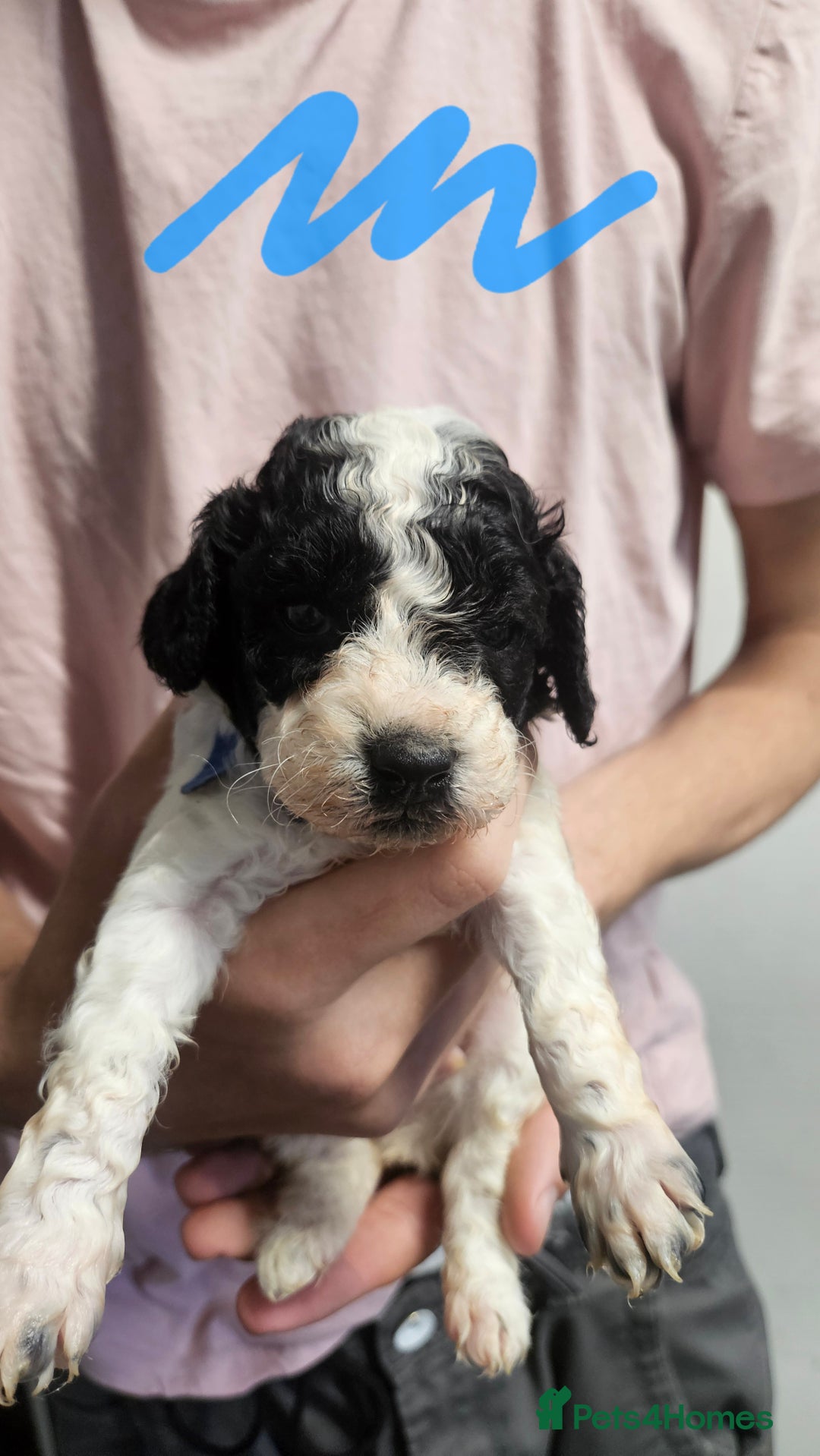 Cockapoo dogs for sale: Cockerpoo puppies for sale  - Image 6