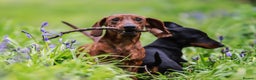 Dachshund dogs for stud: Miniature Smooth Dachshund Brindle KC reg in Nottingham - Advert 9