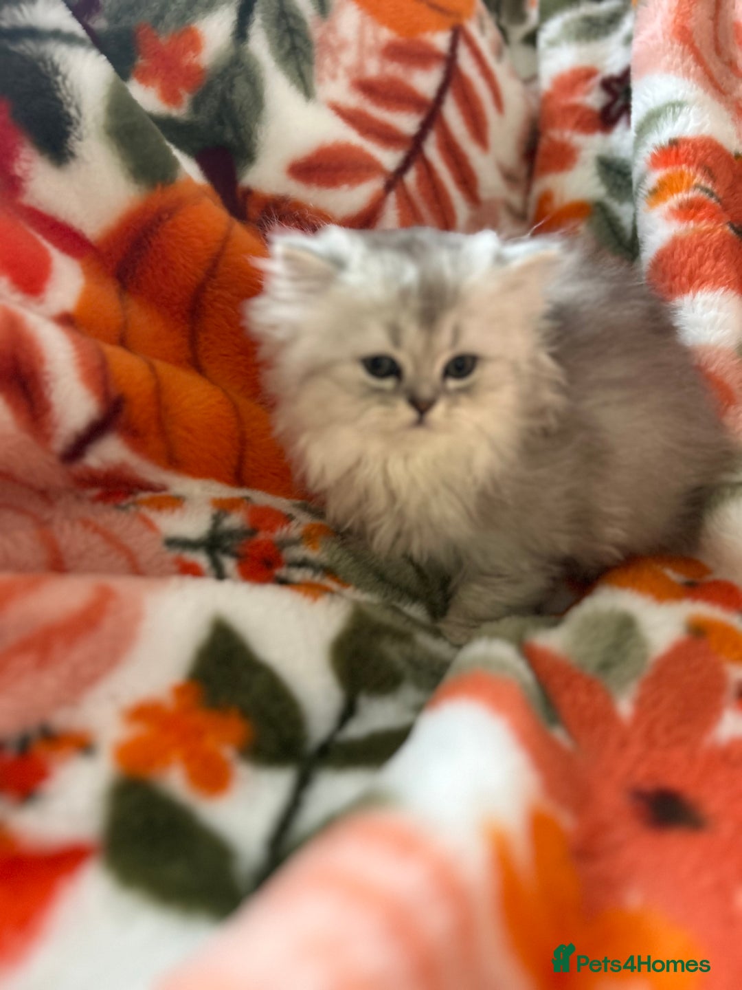 Scottish Fold cats for sale: Now Taking Reservations Scottish Straight  - Image 25