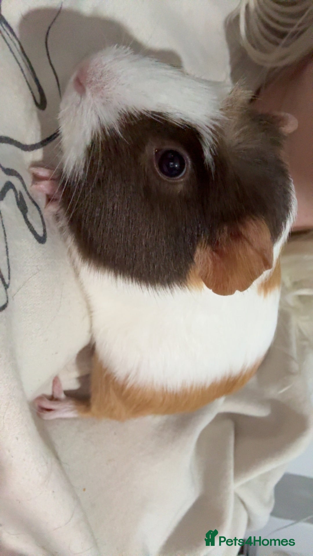 Guinea Pig rodents for sale: 2 crested guinea pigs available 1 male 1 female  - Advert 23