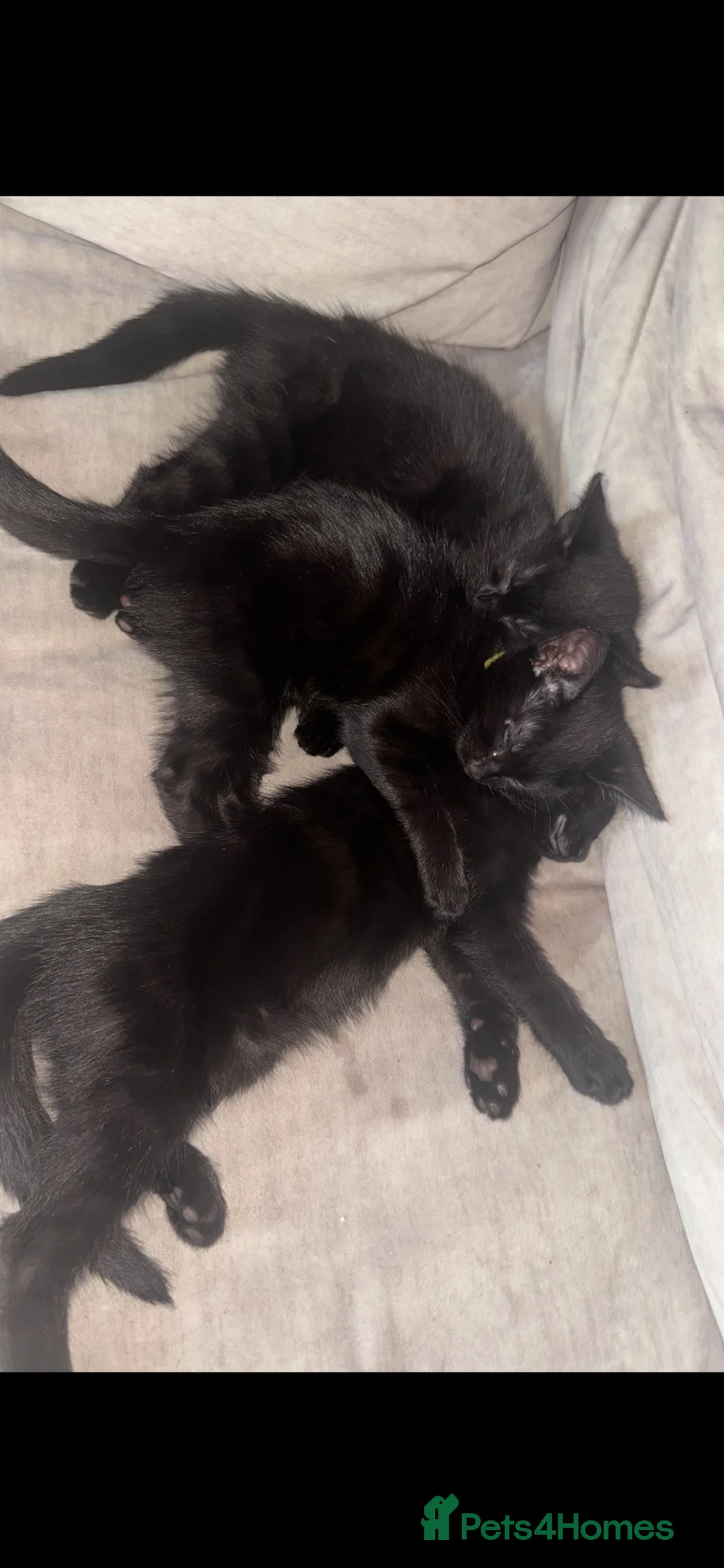 Mixed Breed cats for sale: 3 female black kittens for sale  - Advert 5