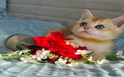 British Shorthair cats for sale: British sh golden kittens NY 12 GCCF  - Image 15