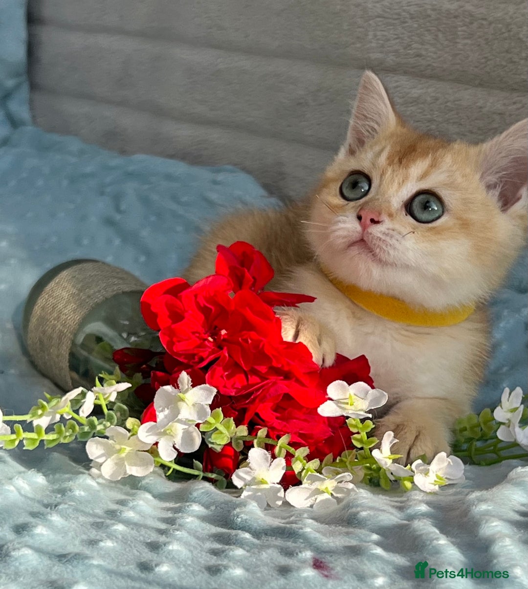 British Shorthair cats for sale: British sh golden kittens NY 12 GCCF  - Image 15