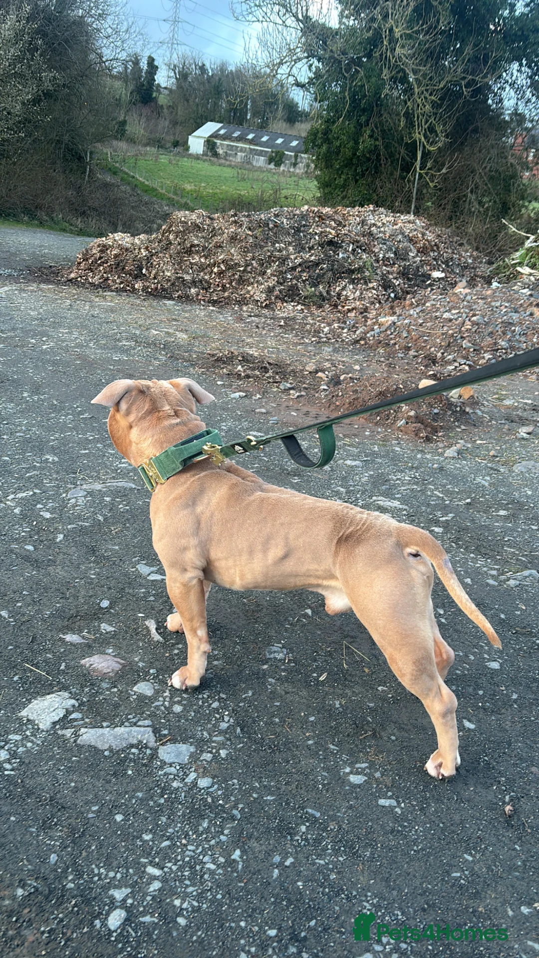 American Bully dogs for sale: Pocket Bully – Belfast in Belfast - Advert 8