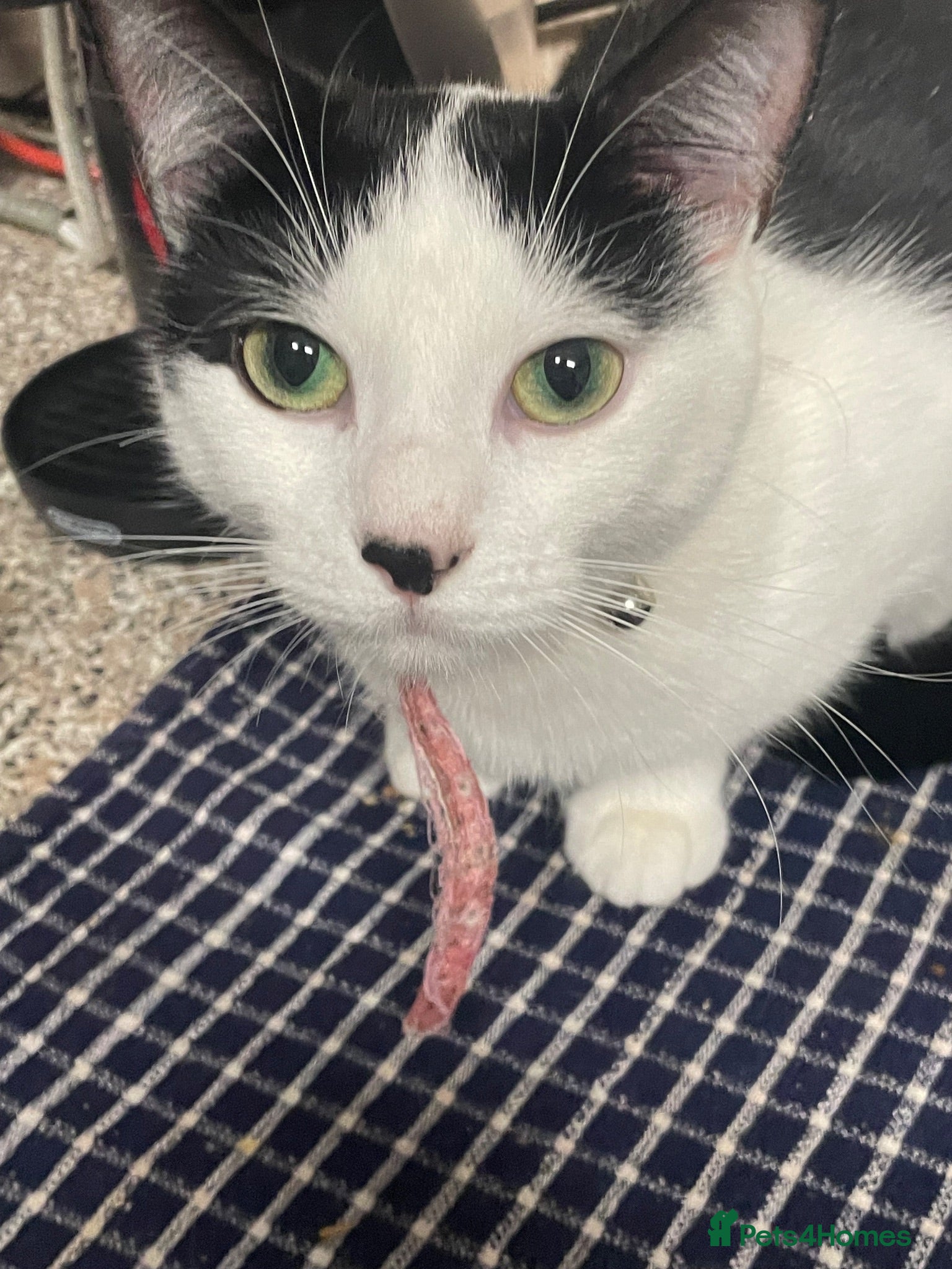 Domestic Shorthair cats Beautiful and loving cats for sale.  - Advert 13