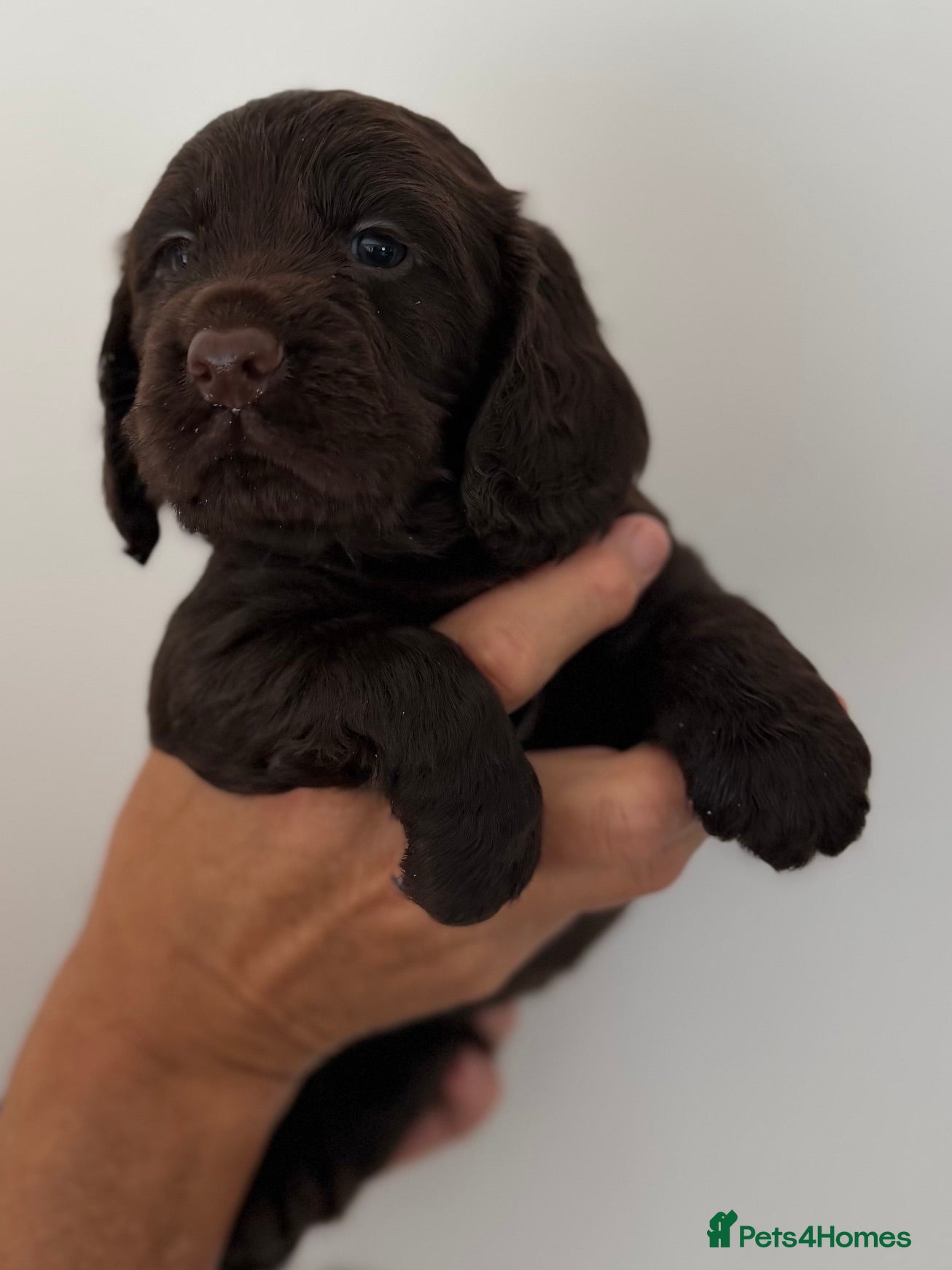 Cocker Spaniel dogs Working Cocker Spaniel Pups - Advert 2