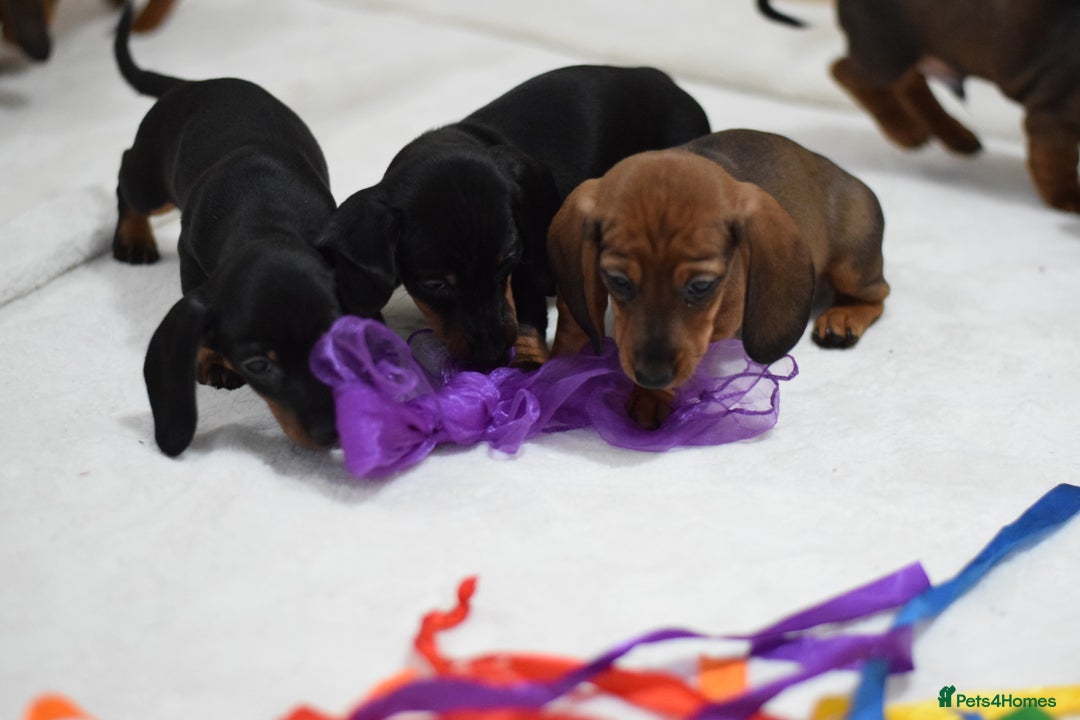 Miniature Dachshund dogs for sale: 🌟Gorgeous Miniature Dachshunds🌟 - Advert 20