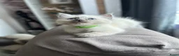 Ragdoll cats for sale: 😽 4 Beautiful Ragdoll Kittens 😽 - Advert 1