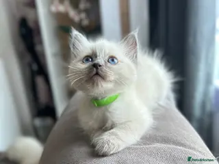 Ragdoll cats 😽 4 Beautiful Ragdoll Kittens 😽 - Advert 3