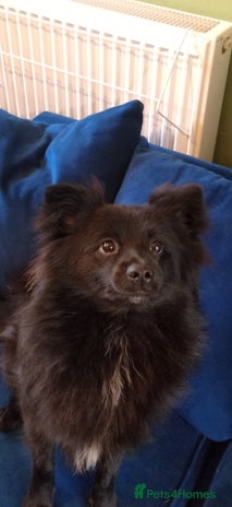 Pomeranian dogs - Advert 14