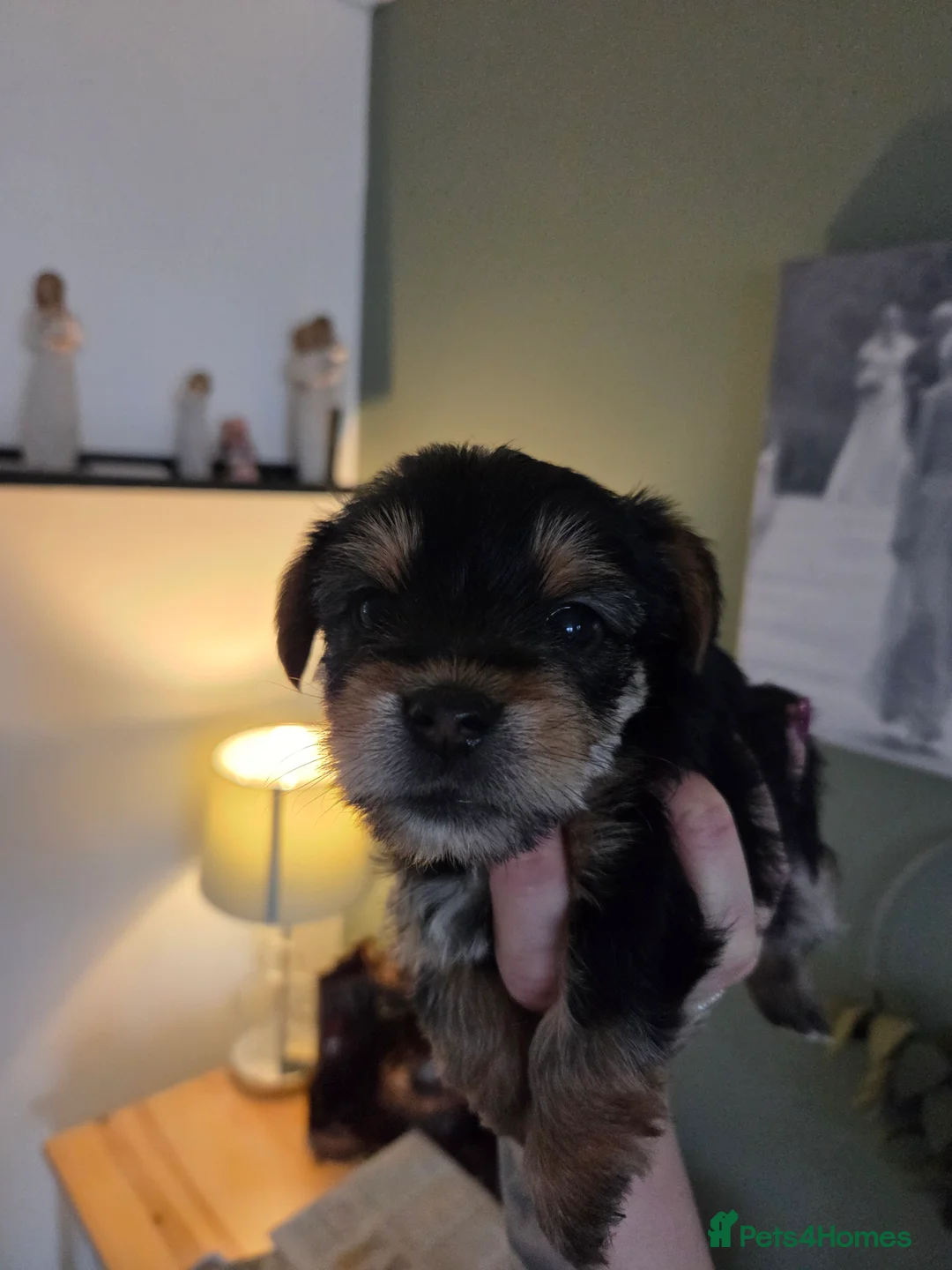 Yorkshire Terrier dogs for sale: Beautiful miniature Yorkshire terrier puppies - Advert 10