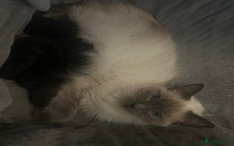Ragdoll cats for sale: Ragdoll kittens  - Image 2