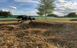 Mixed Breed dogs for sale: 1 year old black female black Labrador mix  - Image 23
