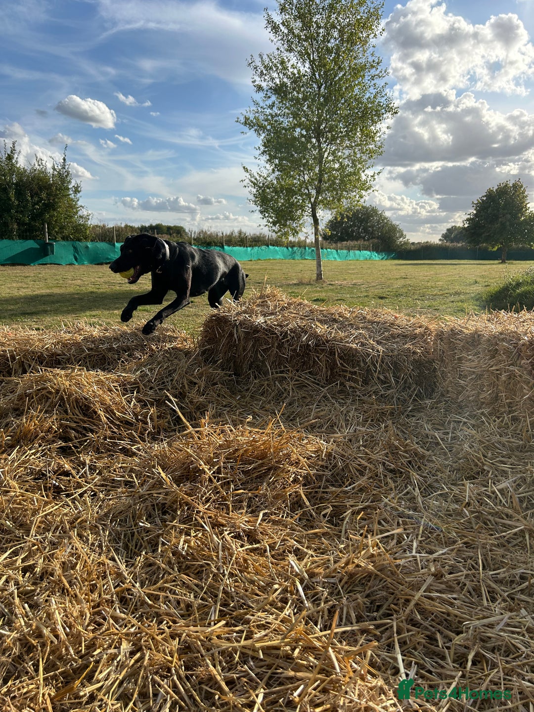 Mixed Breed dogs for sale: 1 year old black female black Labrador mix  - Image 23