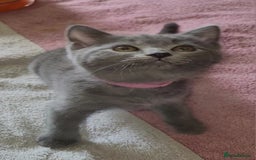 British Shorthair cats for sale: British Blue shorthair kittens £400 - Image 7