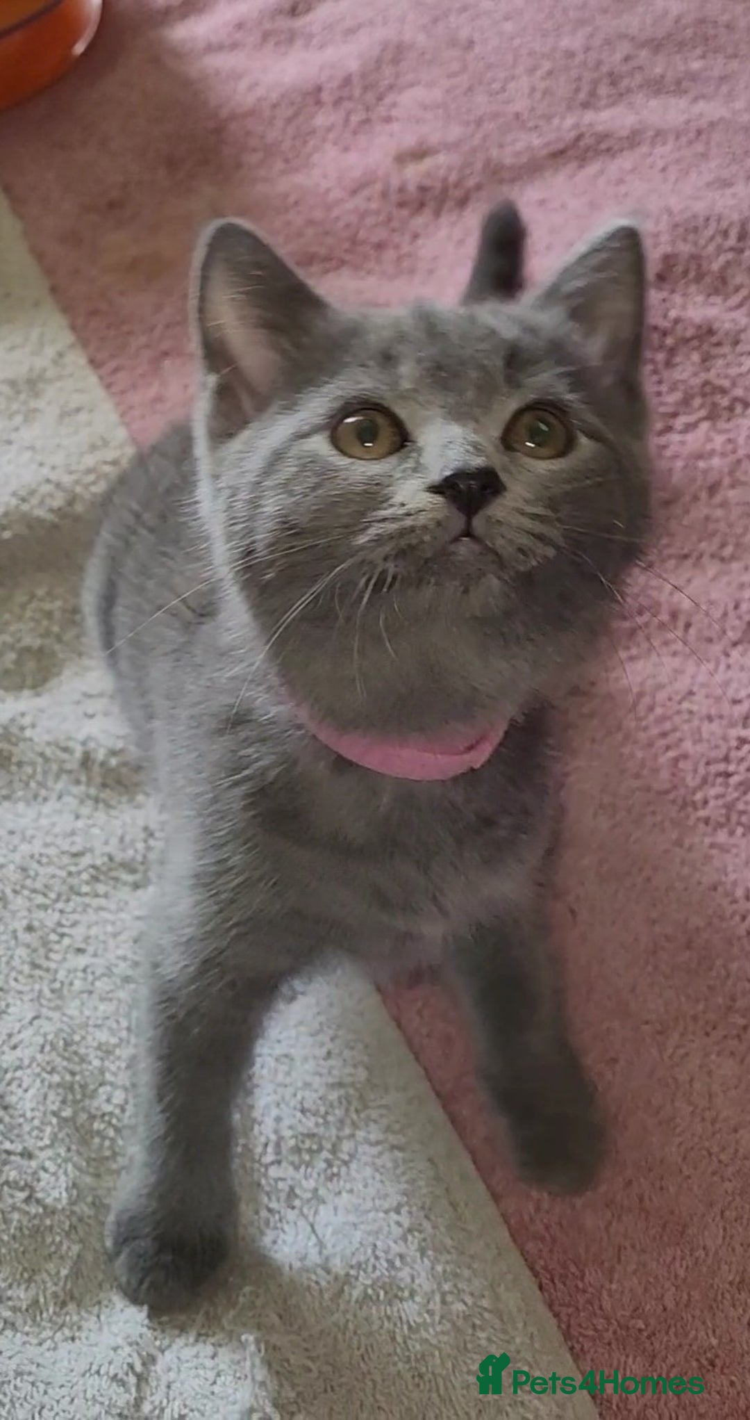 British Shorthair cats for sale: British Blue shorthair kittens £400 - Image 7