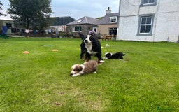 Bernedoodle dogs for sale: Gorgeous Bernedoodle puppies  - Image 11