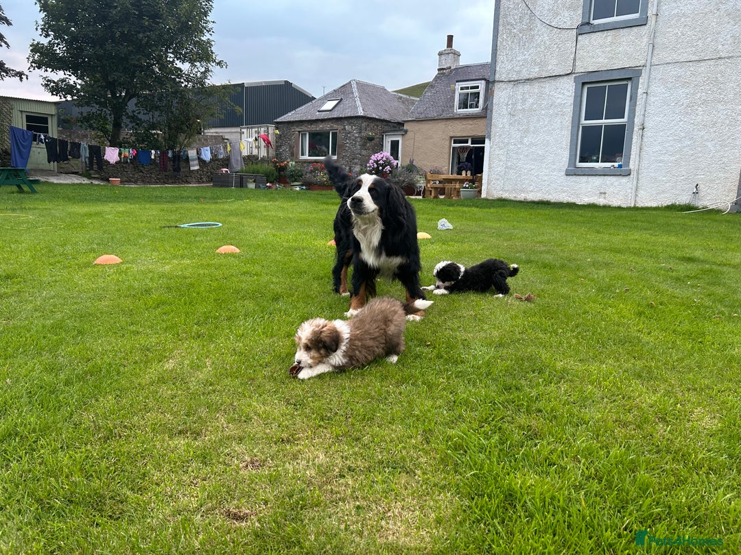 Bernedoodle dogs for sale: Gorgeous Bernedoodle puppies  - Image 11
