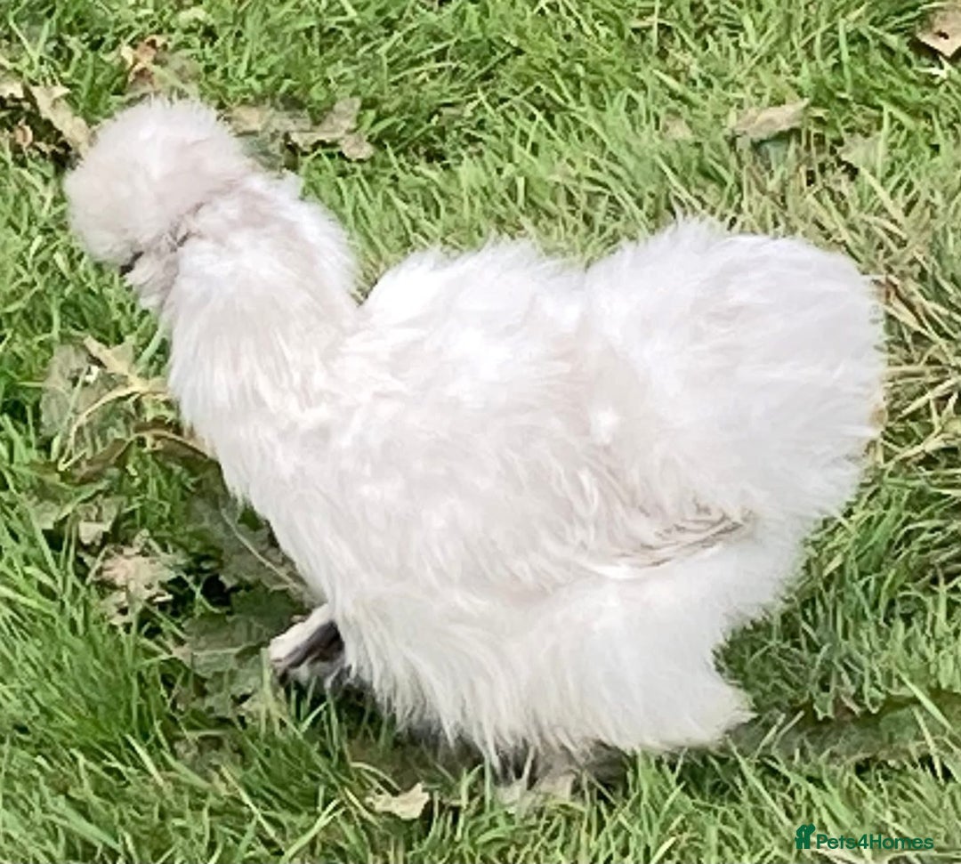 Chickens poultry for sale: Day old silkie chicks (pure breed)  - Advert 4