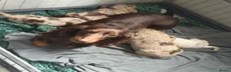 Miniature Dachshund dogs for sale: KC registered LONGHAIR MINIATURE DACHSHUNDS  - Advert 12