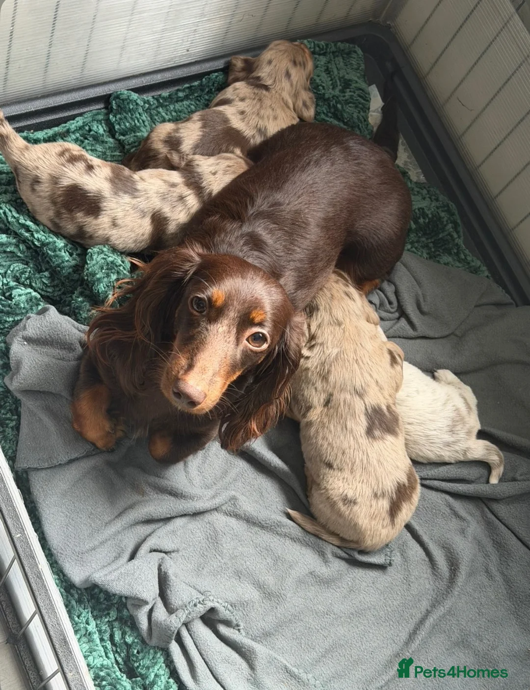 Miniature Dachshund dogs for sale: KC registered LONGHAIR MINIATURE DACHSHUNDS  - Advert 12