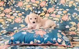 Miniature Dachshund dogs for sale: Rare Cream Gorgeous Dachshund Puppies  - Image 2