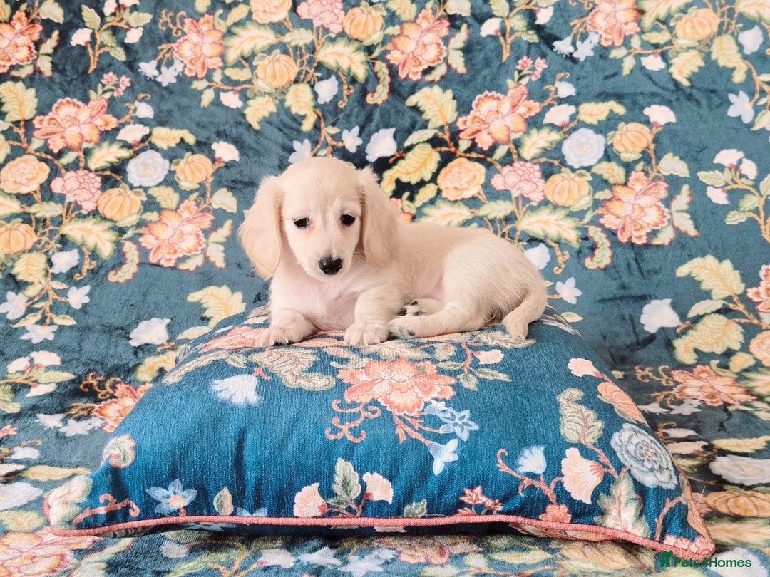 Miniature Dachshund dogs for sale: Rare Cream Gorgeous Dachshund Puppies  - Image 2
