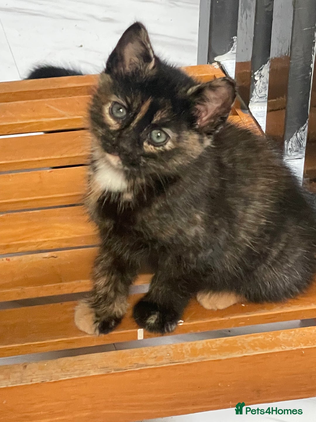 Mixed Breed cats for sale: 4 Beautiful & playful kittens - Advert 11