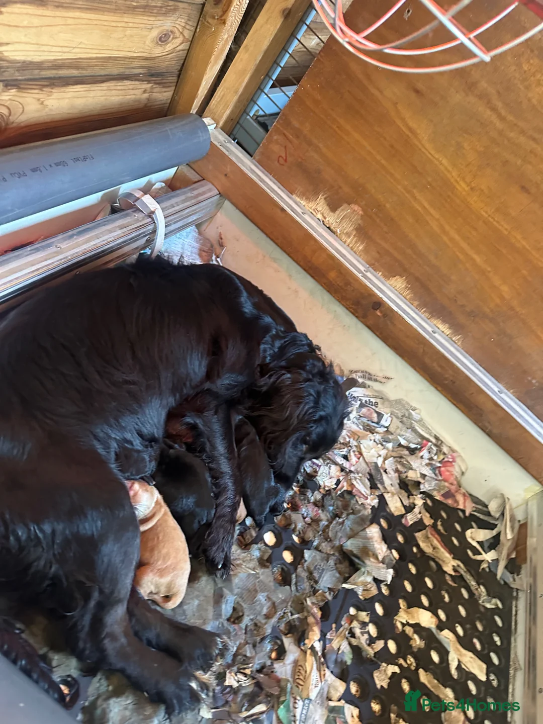 Cocker Spaniel dogs for sale: Working Cocker Spaniel puppies  - Advert 1