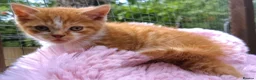 Scottish Fold cats for sale: Stunning Scottish fold kitten  - Advert 5
