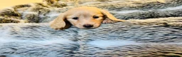 Miniature Dachshund dogs for sale: Cream Long Haired - Advert 3