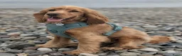 Cocker Spaniel dogs for stud: KC Golden Show Cocker Stud - Advert 27