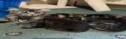 Mixed Breed cats for sale: PLEASE READ DESCRIPTION need a forever home  - Advert 2