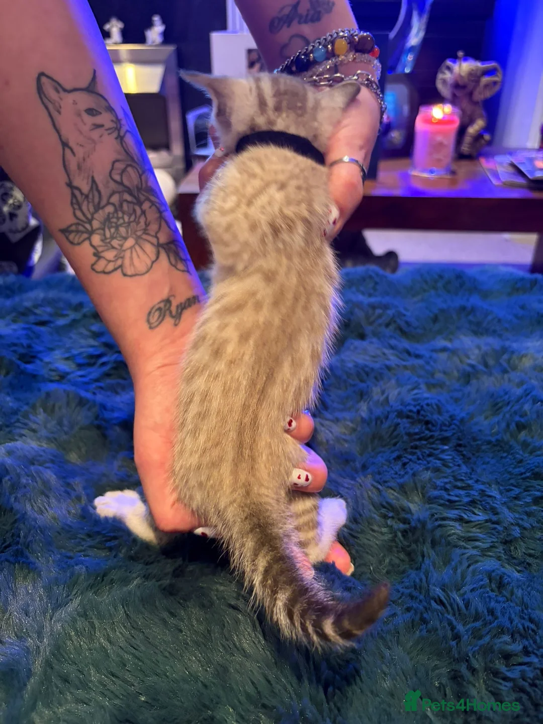 Bengal cats for sale: Snow Mink/Lynx & Brown Rosette/Marble Bengals in Worthing - Advert 9