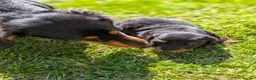 Miniature Dachshund dogs for sale: Long haired miniature dachshund  - Advert 3