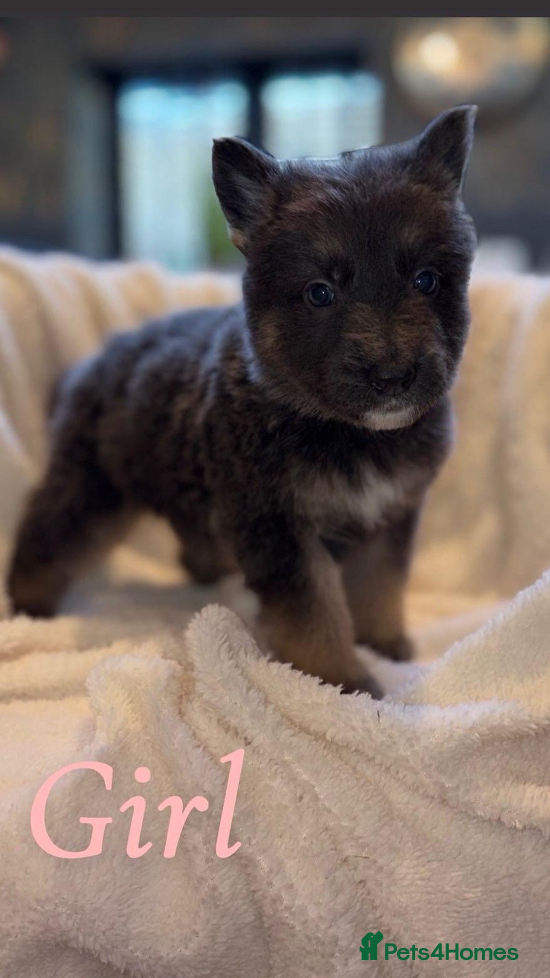 German Shepherd dogs for sale: 10 beautiful German shepherd puppies for sale  - Advert 5