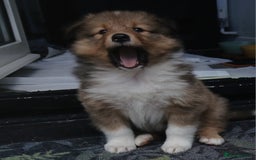 Shetland Sheepdog dogs for sale: Shetland sheepdog puppy - Image 3