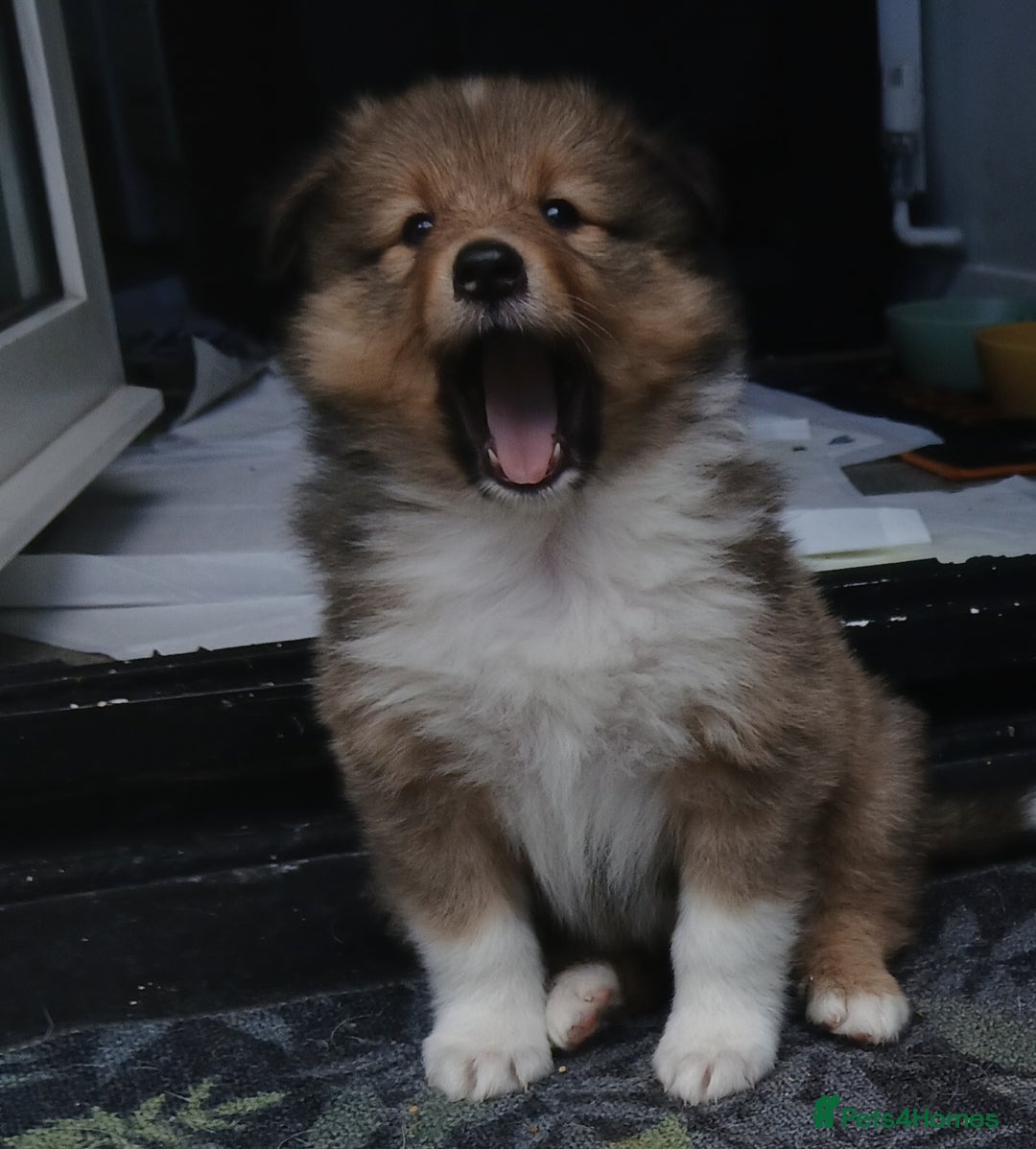Shetland Sheepdog dogs for sale: Shetland sheepdog puppy - Image 3