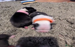 Boston Terrier dogs for sale: KC bostonTerrier puppies  - Image 6