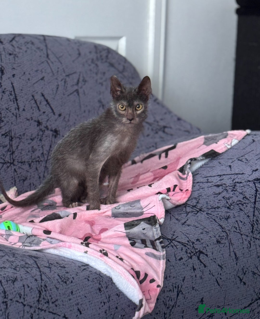 Lykoi cats for sale: Lykoi - Advert 3