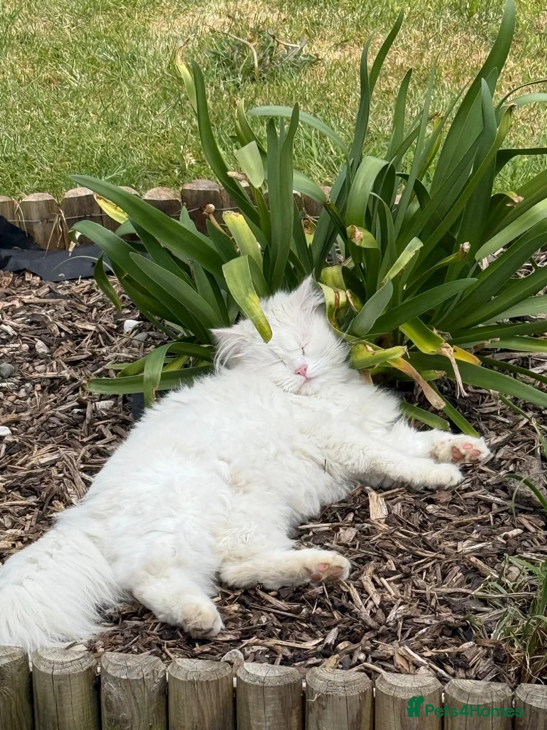 Mixed Breed cats for sale: Chinchilla Persian / Maine Coon  in Garndolbenmaen - Advert 2