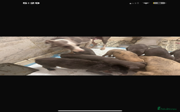 Whippet dogs for sale: Stunning whippet puppies - Advert 3